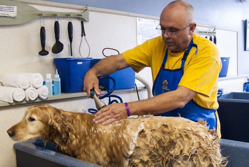 Dog bath to check for fleas