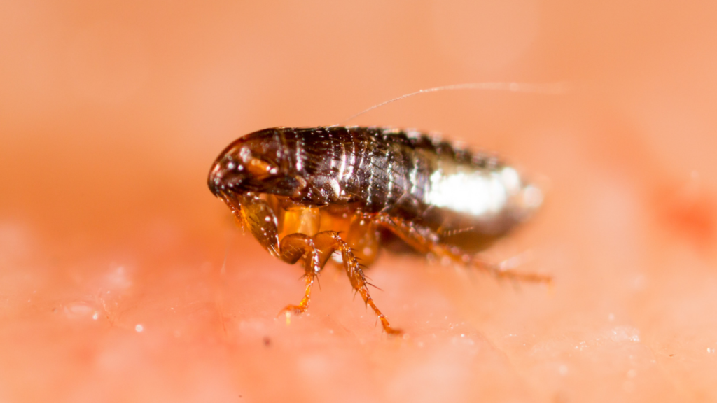 Arm yourself with flea facts to help get rid of these parasites.