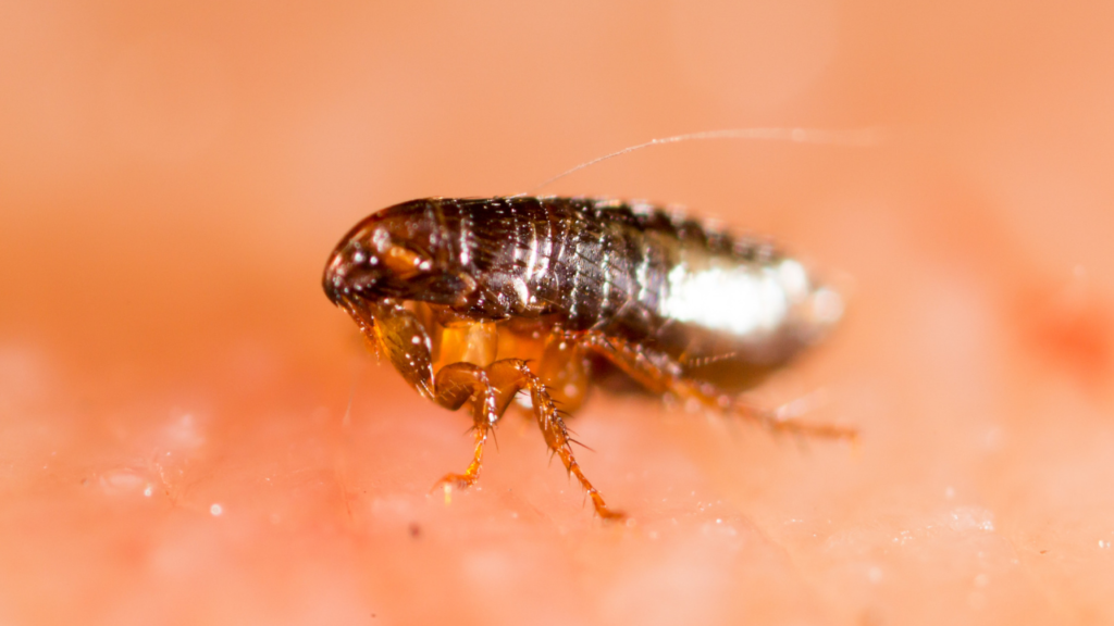 How long fleas live without a host depends on where the fleas are in their life stages.