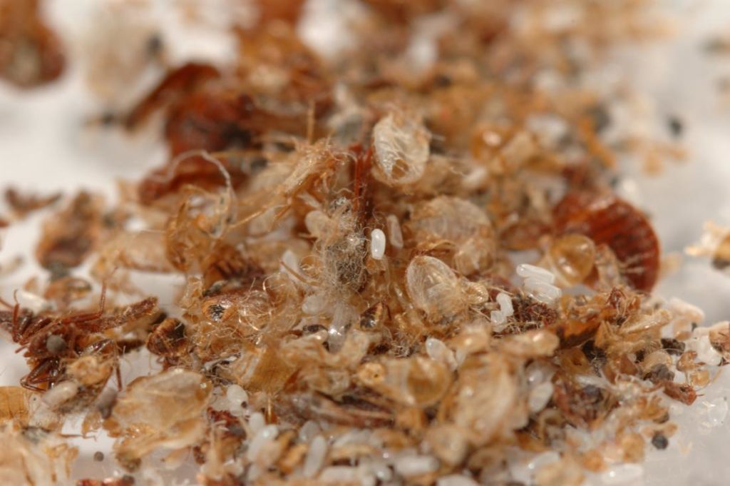 Bed bugs leave bloodstains, carcasses, and other disgusting things behind.