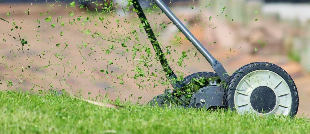 Maintain your lawn for a flea-free yard.
