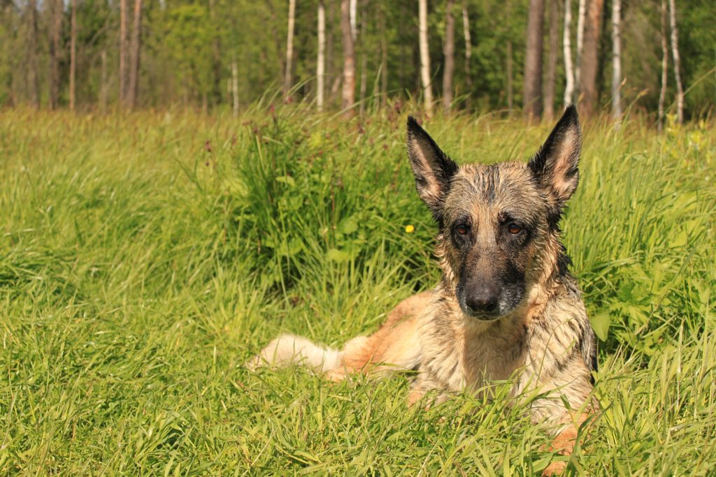 Check for the spots where your dog likes to lie down.