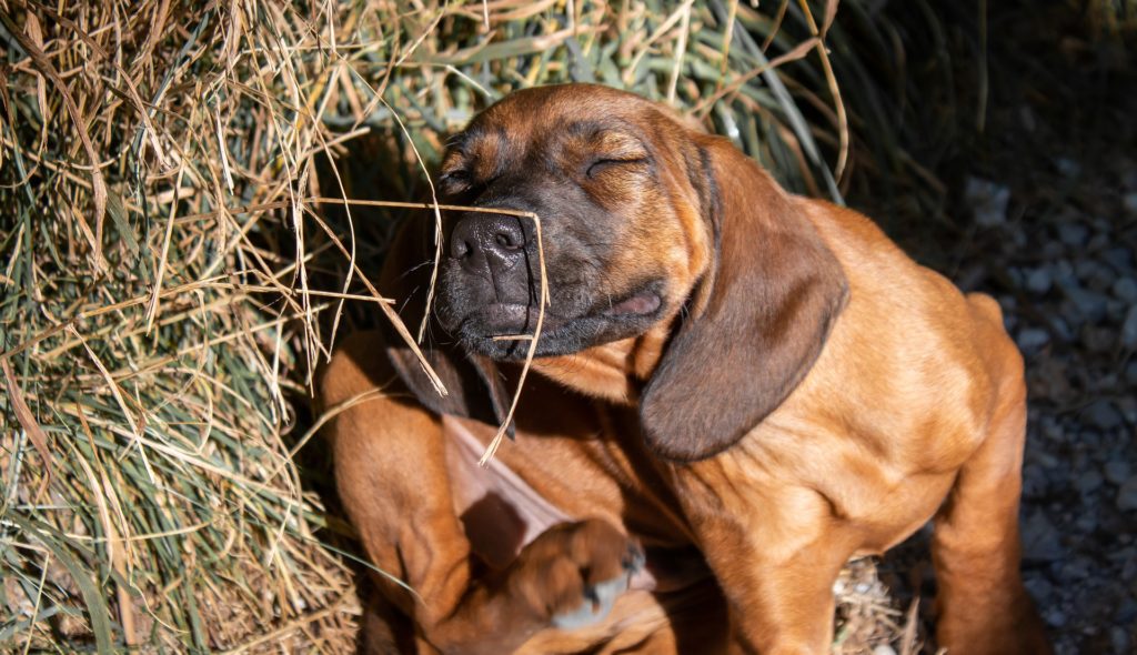 You don't get head lice from pets