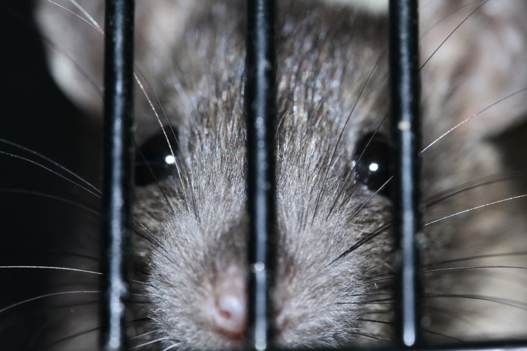Containment traps are some of the most humane types of rat traps.