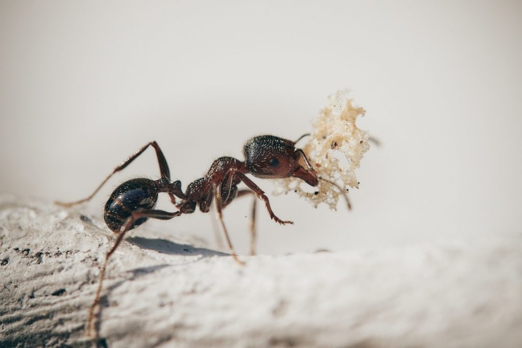 You see ants everywhere but no trail because they are still scouting for resources.