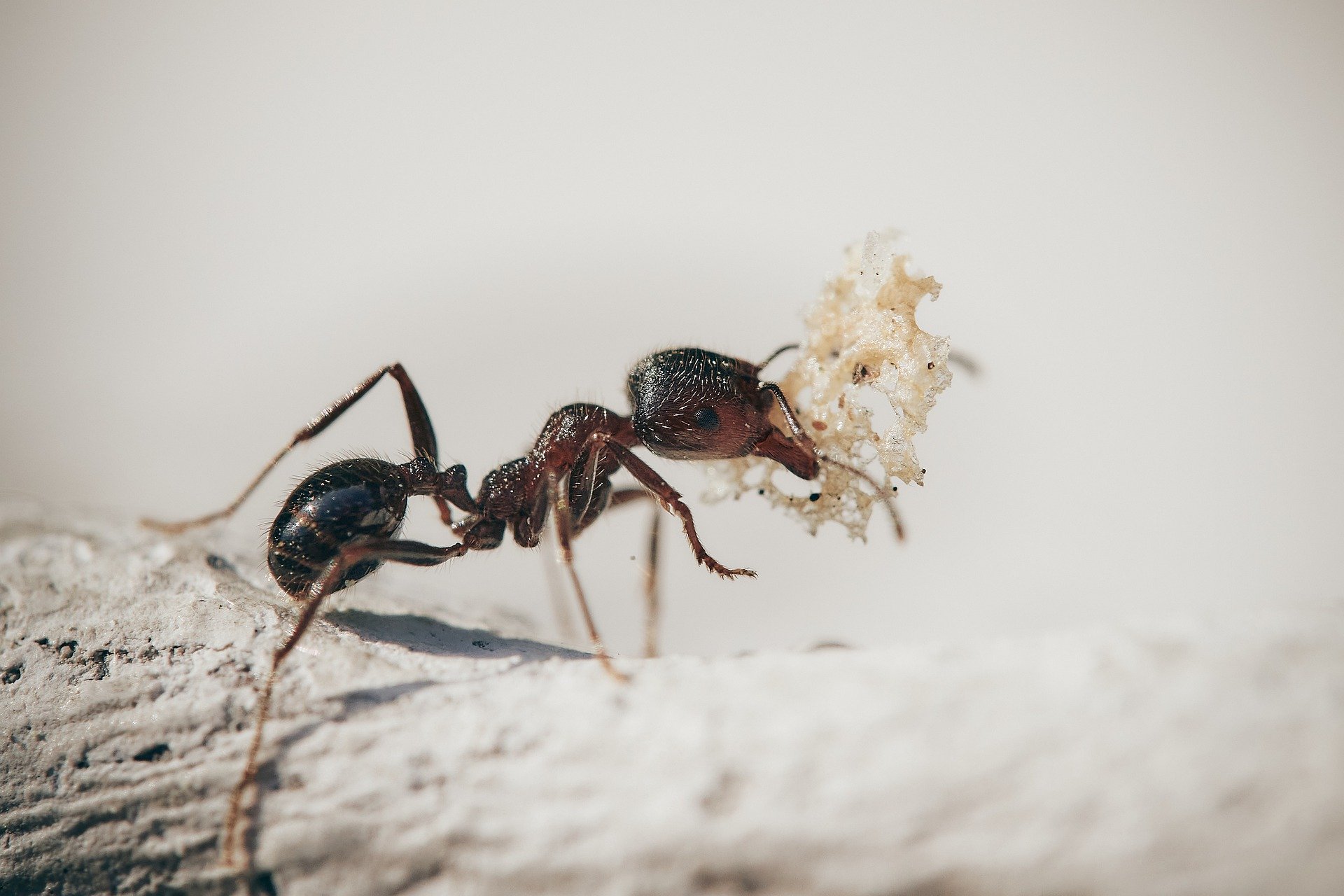 Common types of ants you can find in houses