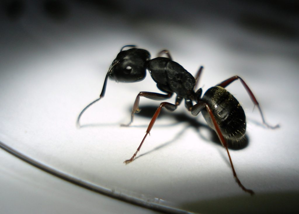Carpenter ants are some of the most destructive ants you can have at home.
