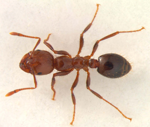 Get rid of fire ants immediately because they can be incredibly dangerous.