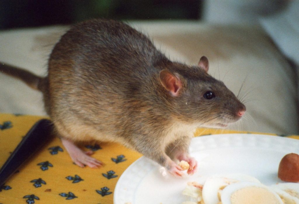 Rat eating food in house
