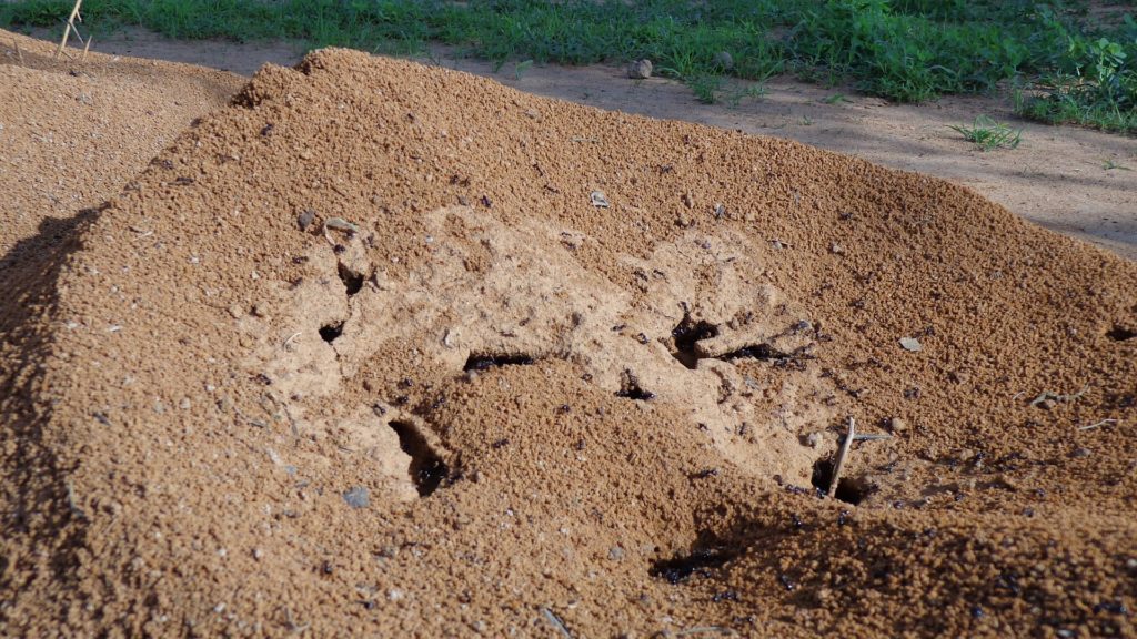 An ant hill that can possibly be near your home