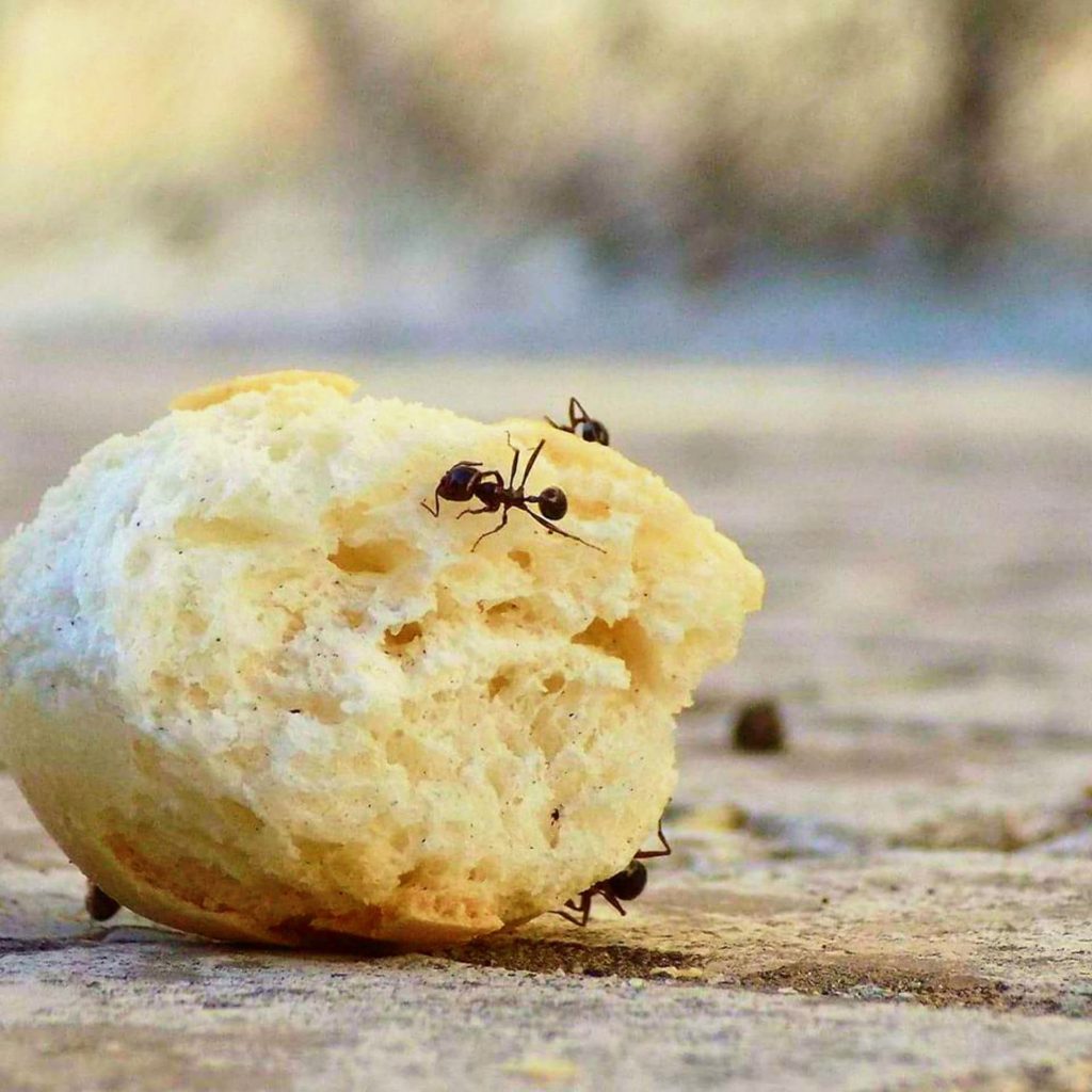 Ants use ant pheromone trails to look for food and water sources.