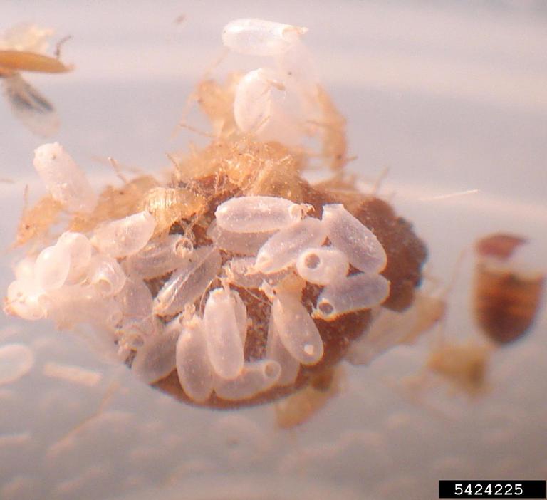 Collection 100+ Images photos of bed bug eggs Excellent