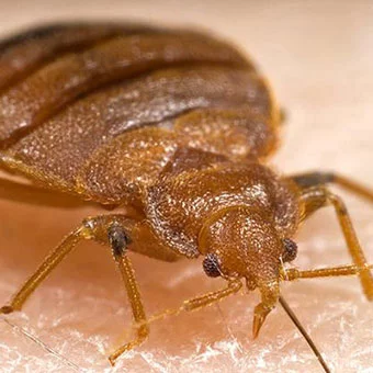 Close up of a bed bug