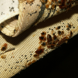 It will take a few weeks to completely get rid of bed bug infestations.