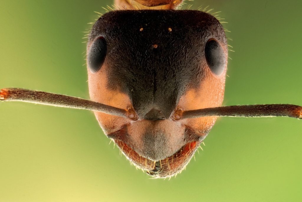Ants protect themselves with their different body parts, such as their mandibles.