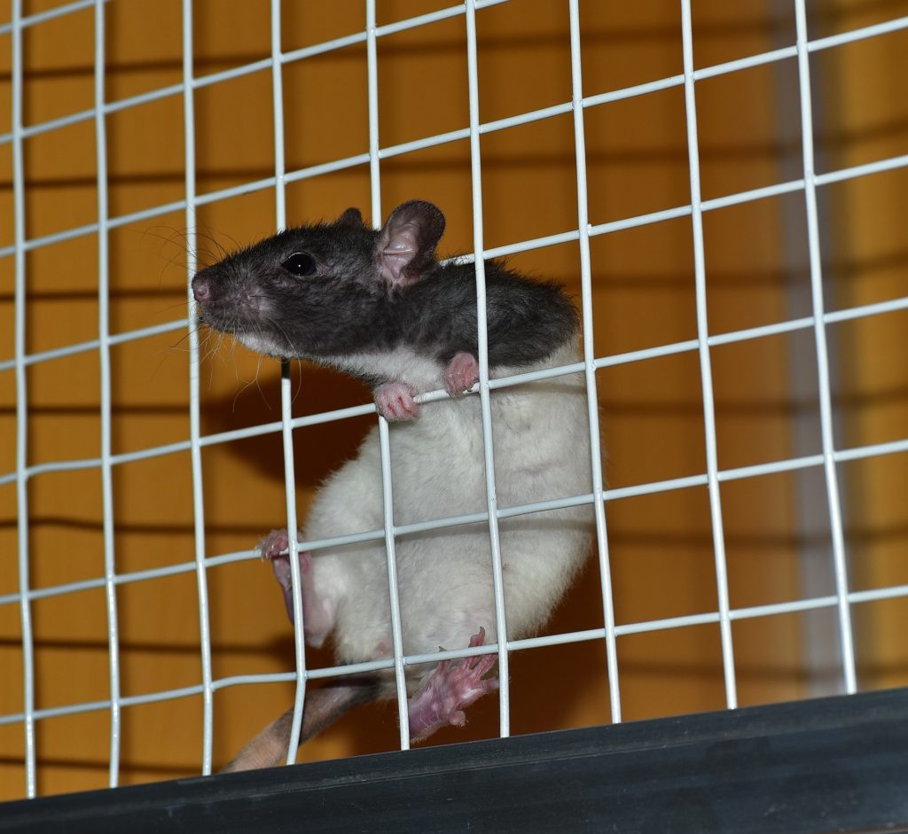 Get rid of rats without killing them by using traps that capture them alive