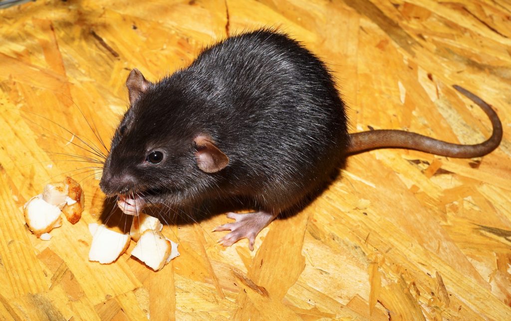 Rats can gnaw on cardboard boxes, food packagings, insulations, pipes, and wires.