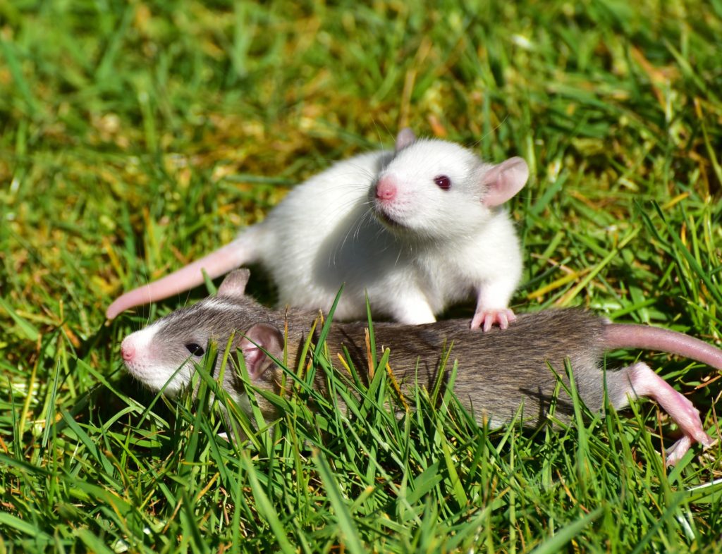 Small rats in a garden