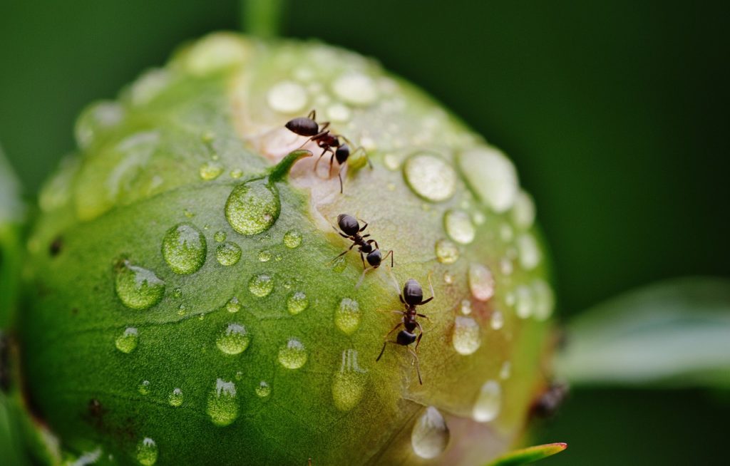 Different ants have different food preferences.
