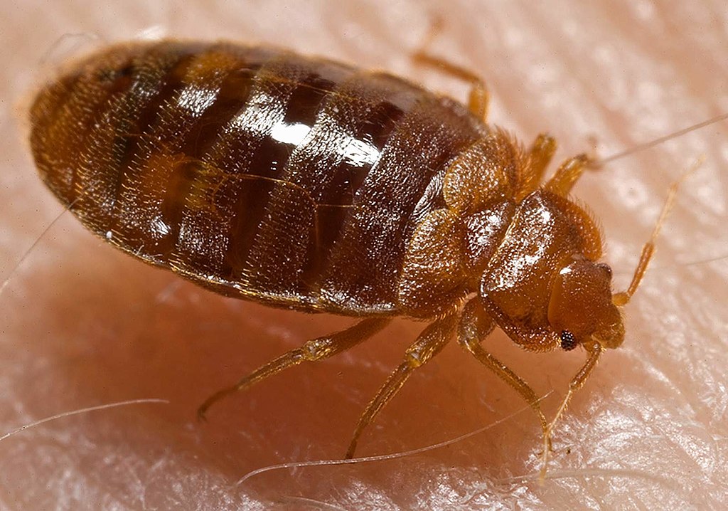 Close up of a bed bug