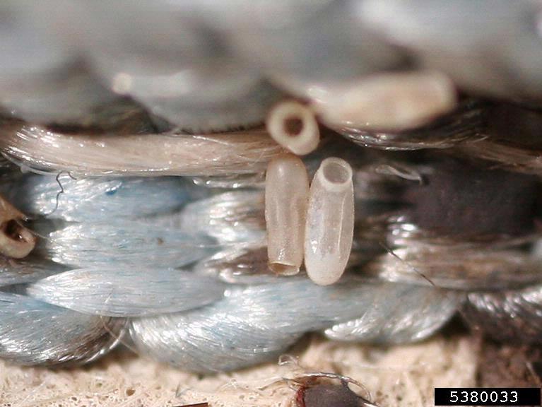 Bed bug eggs can be found in unsuspecting places