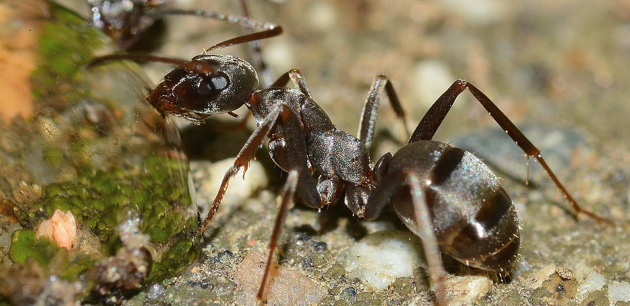 Close up of ant drinking