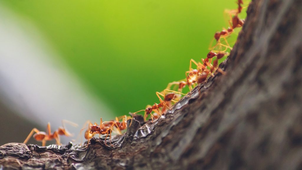 Ants protect themselves with a complex social structure.