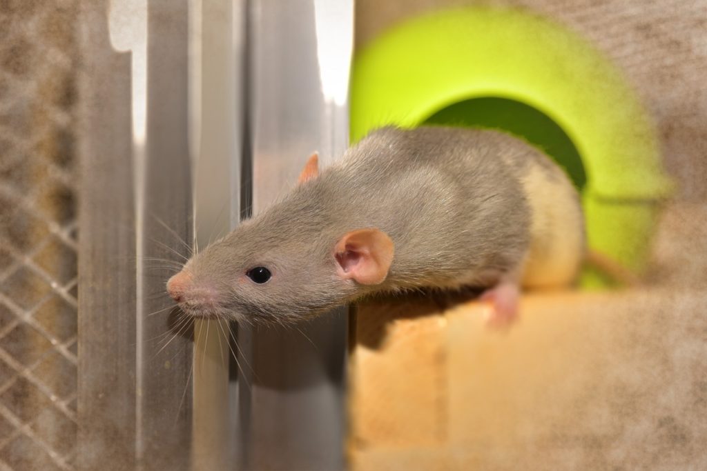 Garbage bins in your basement can provide food and water to rats.