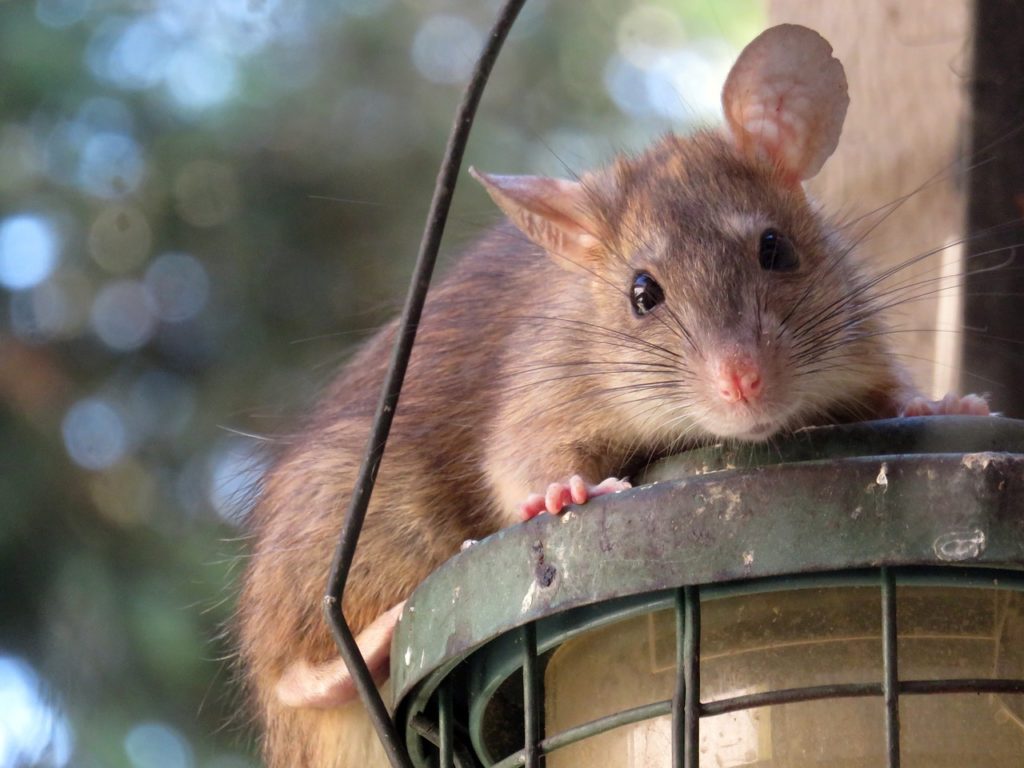 One of the signs of rats in your home is hearing scratching noises as rats climb, run, and scratch.
