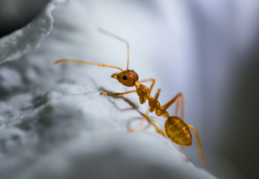 Get rid of ants in the bathroom by using baits, sprays, repellents, and home remedies.