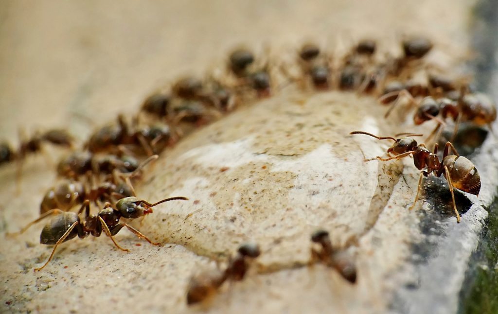 The tiny ants in your bedroom are not that dangerous.