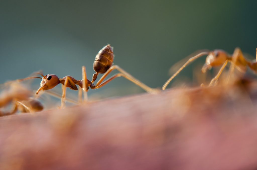 Ants thrive in windows because of their small spaces and accessibility.