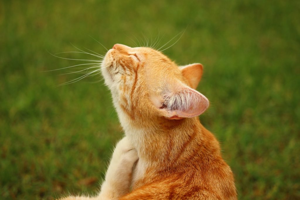 If your cat licks her flea treatment, she may be at risk of flea treatment toxicity.