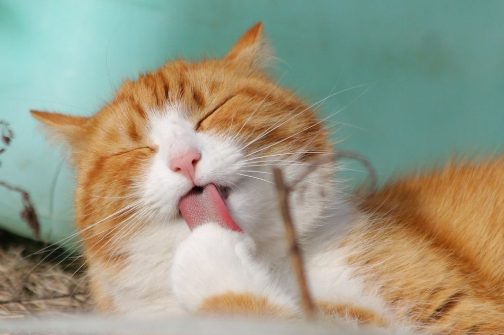 Sprays are some of the most common cat flea treatments, but be careful of strong smells.