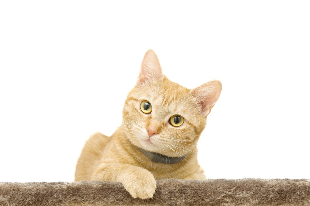You should not use dog flea treatment on cats because cats are sensitive to common dog flea treatment ingredients.