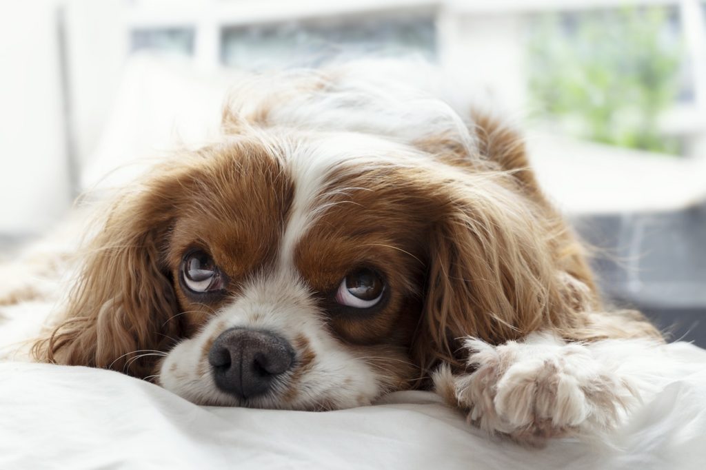 You can get rid of fleas naturally using boric acid. But be careful in letting them bleach and destroy fibers.
