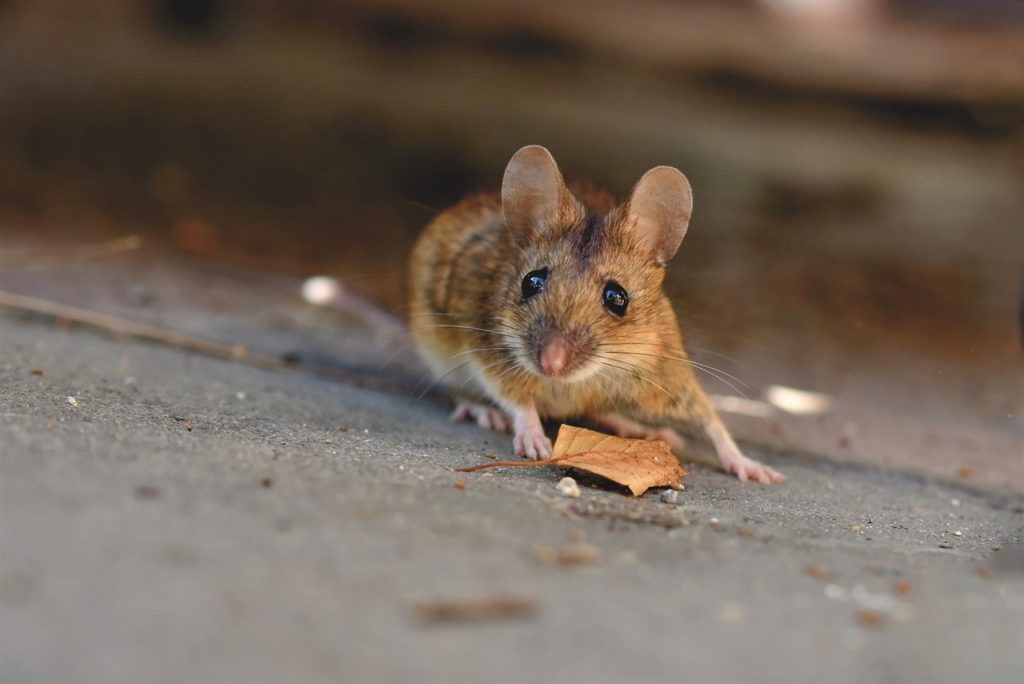 Put the mouse traps on places where mice crawl.