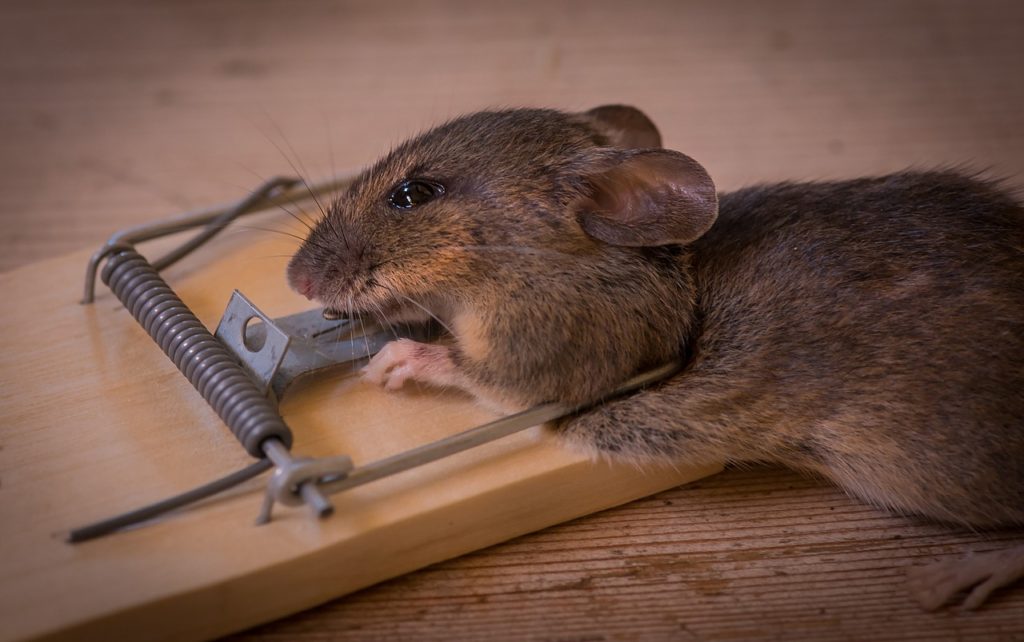 One of the most common mouse trap mistakes is not using enough traps around your home.