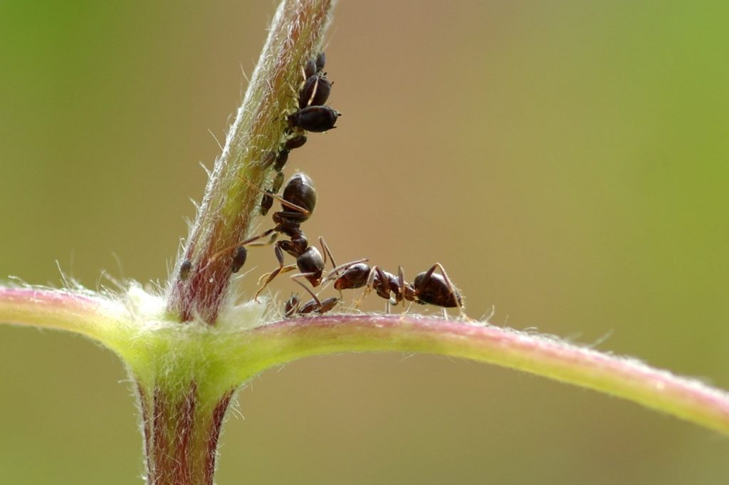 Ants can be beneficial for plants, but they can also be detrimental.