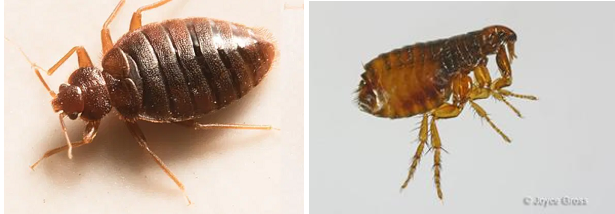 Bed bugs and fleas look and bite differently.