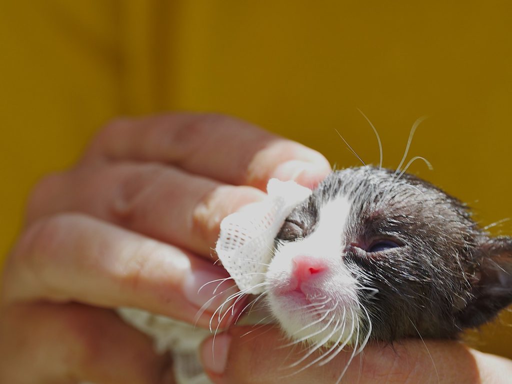 Get rid of fleas using a washcloth damp with a vinegar mixture.