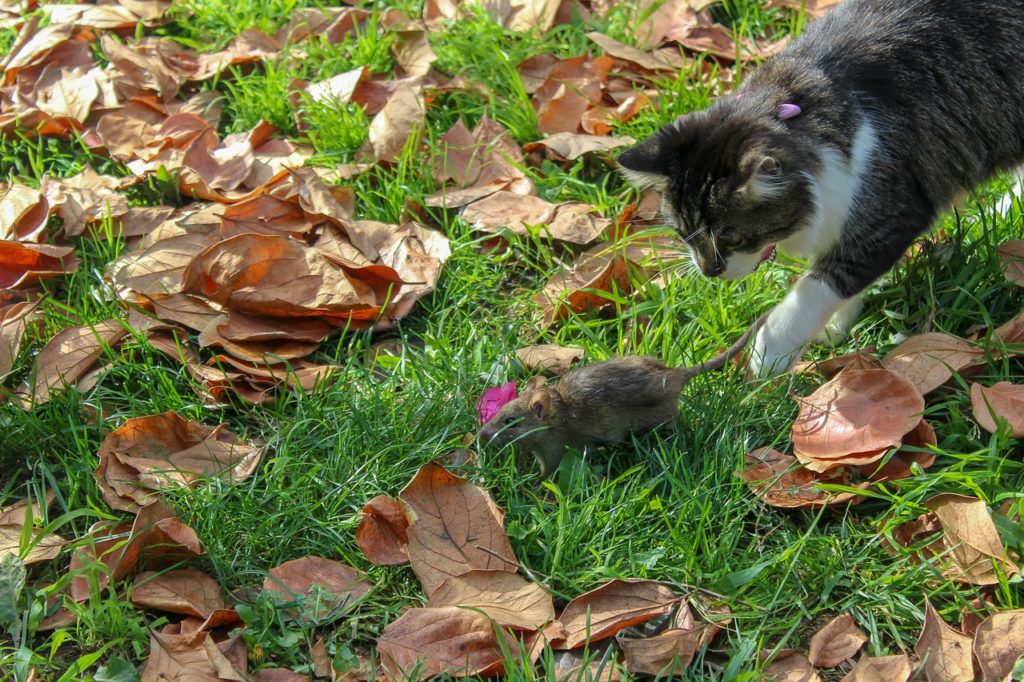 Let nature run its course and let your cat get rid of rats.