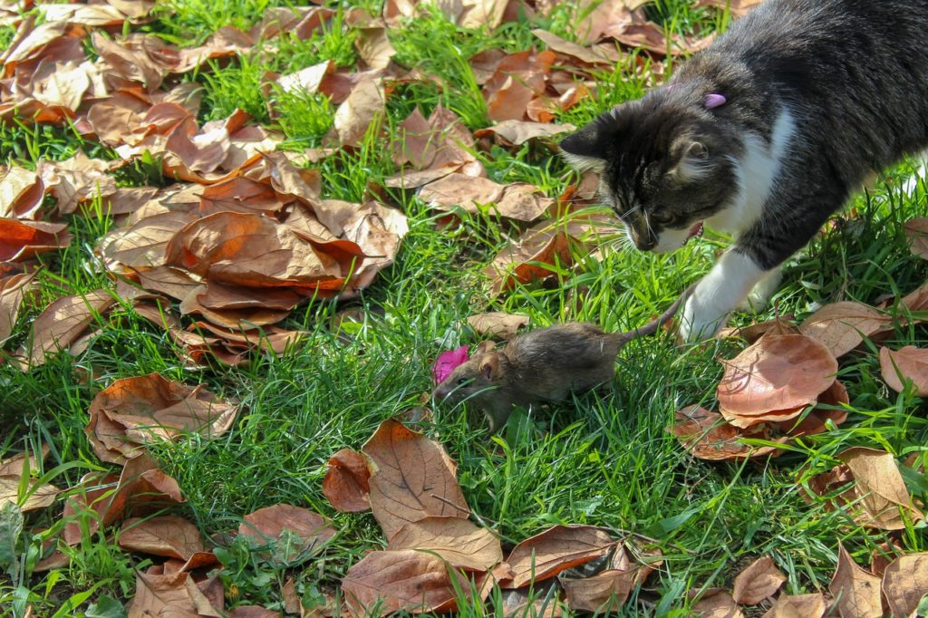 Having rats as pets can be complicated if you have cats.