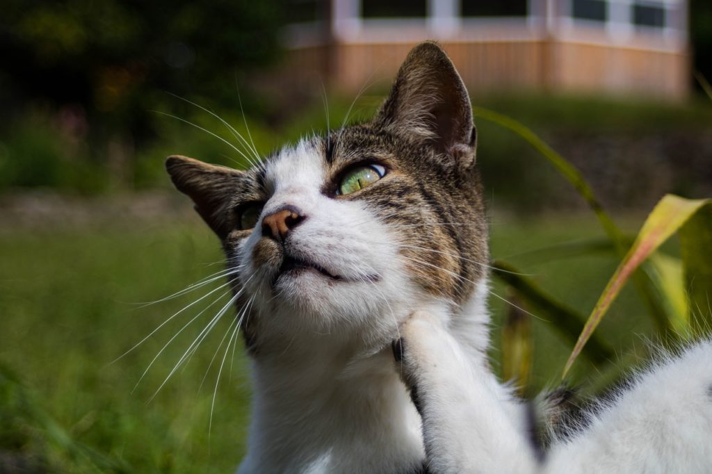 Intense scratching is a symptom of cat flea allergy.