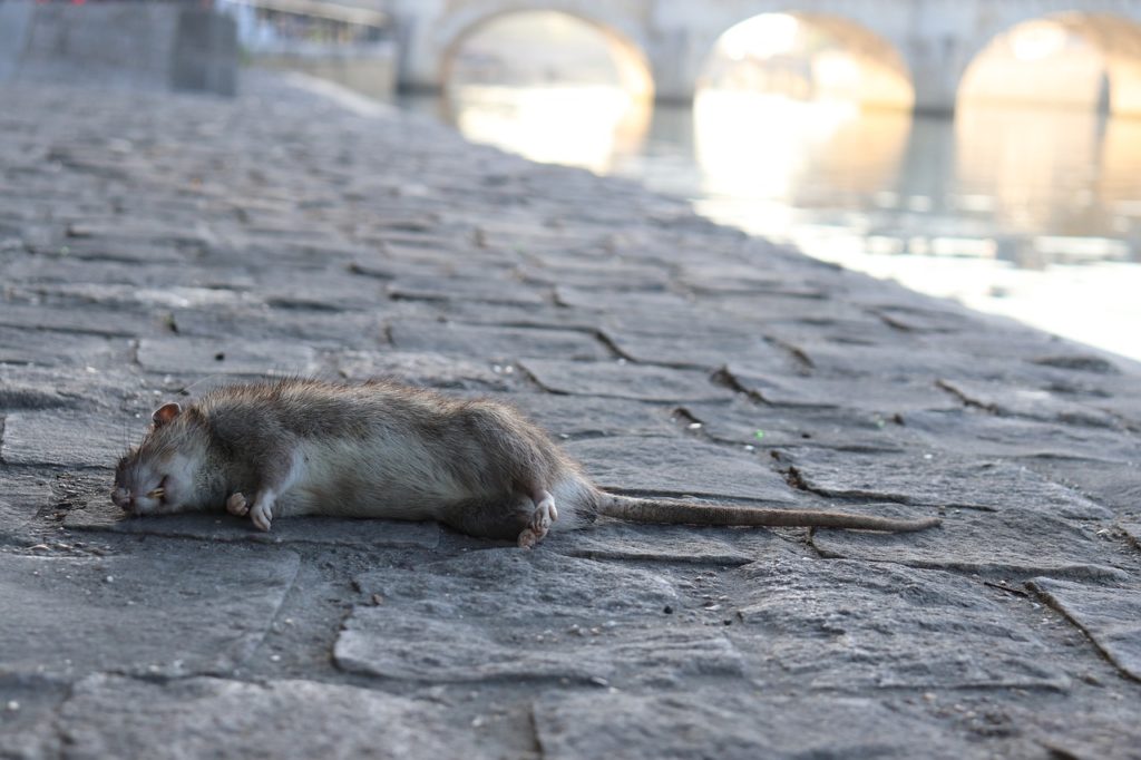 Rat poisons are effective, but they put humans at risk of rat poisoning too.