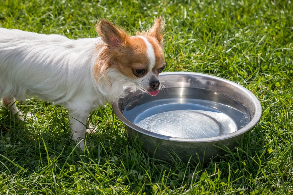 Repel fleas from your pet's skin by letting your pet drink apple cider vinegar in small amounts.