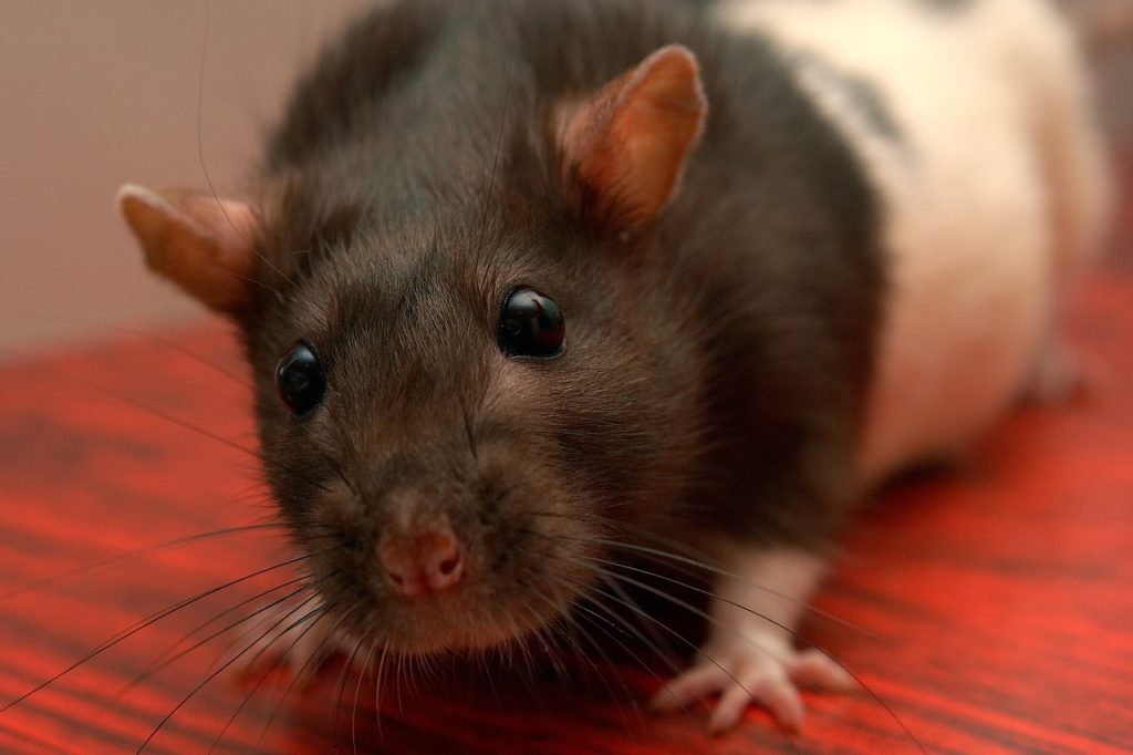Rats are smart pests.