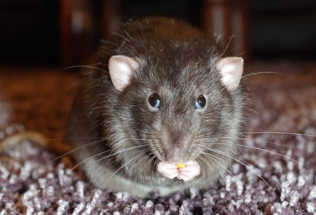 Brown rats prefer sweet, fatty, and protein-rich foods, while black rats have more of a vegetarian diet.
