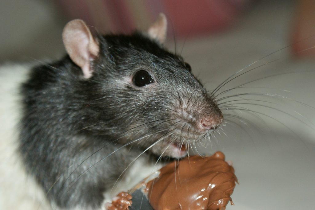 Rats can gnaw through everything as they look for food and water.