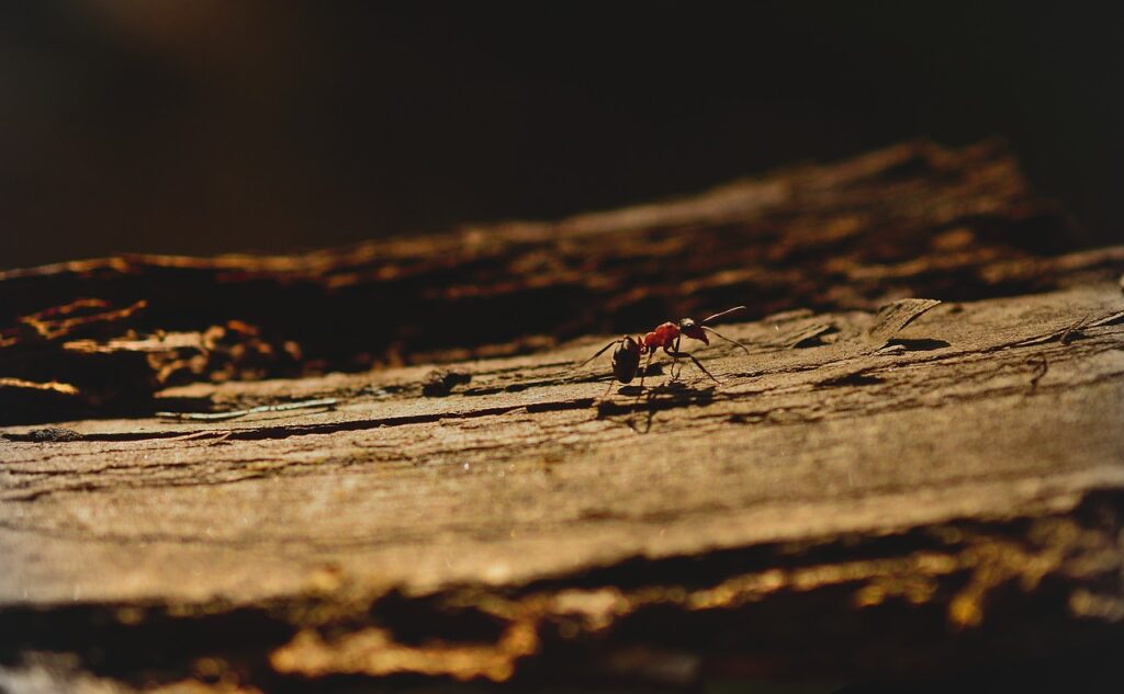 Place the cinnamon on spots with ant activity.